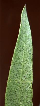  Leaf (Gland-dotted)